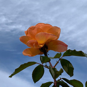 Meet your Posher, Katelyn